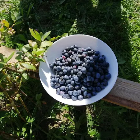 Шум Прутця Mikuliczyn